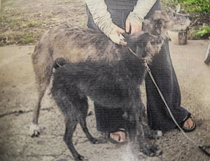 Ian favours a Lurcher and his trusted companion’s mother was a Greyhound/Deerhound