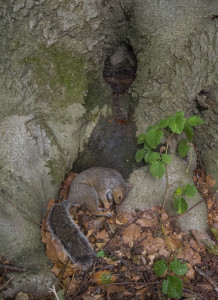 This squirrel was taken out while pausing to drink at the base of a tree