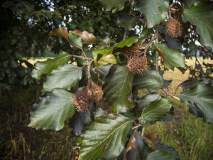 The beech nut, or beechmast, is food for both woodies and bushy-tails