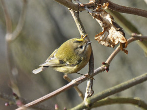 Hearing the sweet sound of the goldcrest’s song is a pleasing start