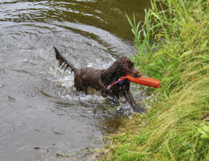 Spaniels can make excellent gundogs for shotgunners when it comes to retrieving quarry from water