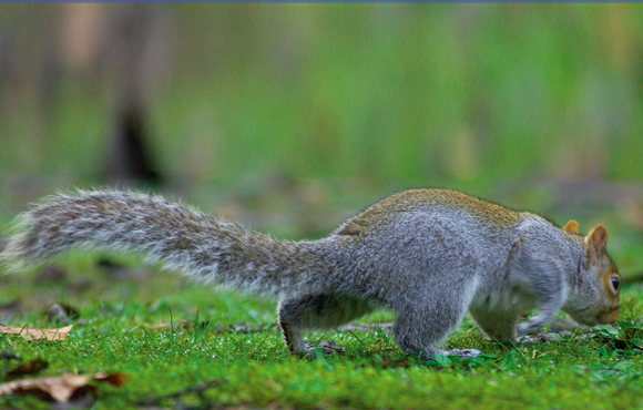 Sciurus carolinensis - aka grey squirrel - is a meaty favourite for Hugh Fearnley-Whittingstall