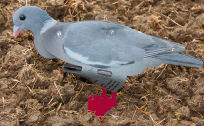 FUD-pigeon