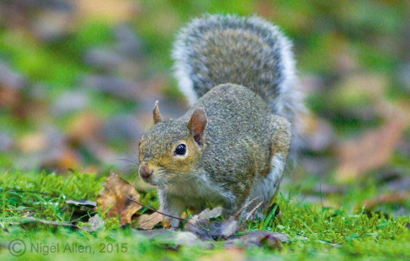 The UK's non-indigenous grey squirrel. It causes £10 million worth of damage and has almost eradicated the UK's native red squirrel - and now there's to be a national cull with full, EU and UK government funding