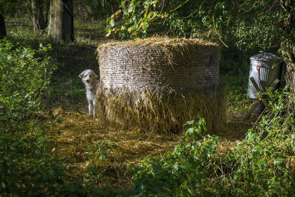 A guilt-ridden Dylan hides behind a bale after chasing a grey squirrel before his master could stop him