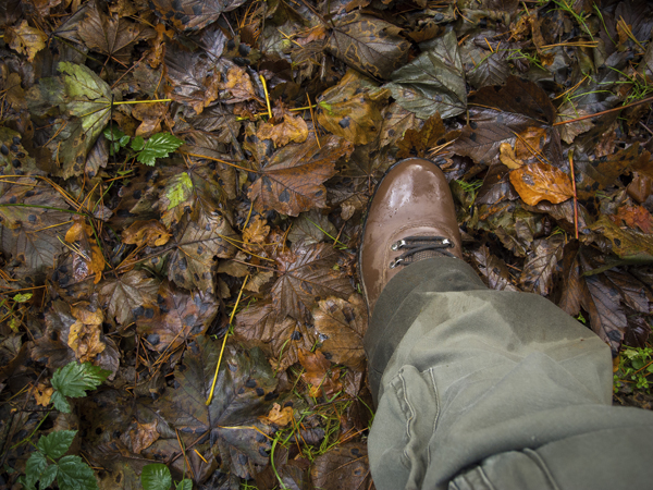 The carpet of moist leaf-fall may hide a twig that will crack underfoot...