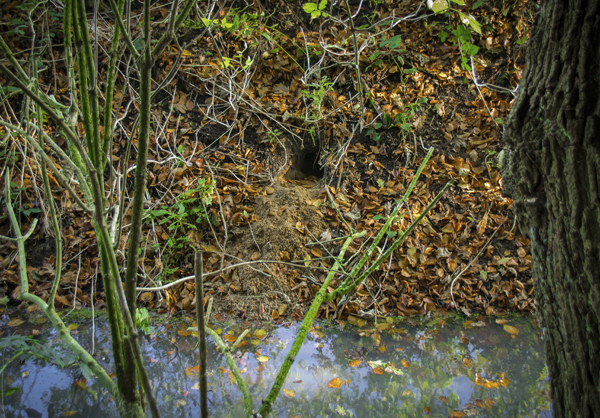 This freshly dug burrow above the waterline suggests a mink may have taken residence in the garden wood