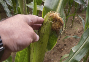 Maize kernels make for sweet, succulent nutrition for animals