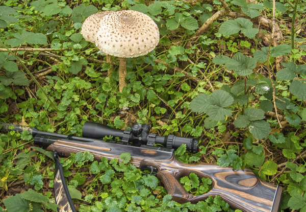 A magnificent pair of gigantic parasol mushrooms – check their size next to the rifle!