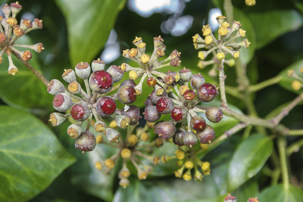 Woodpigeons will favour ivy berries in winter